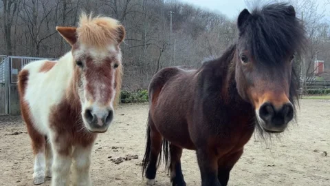 Two curious ponies looking at camera for animal portrait Stockbeeldmateriaal 278962984