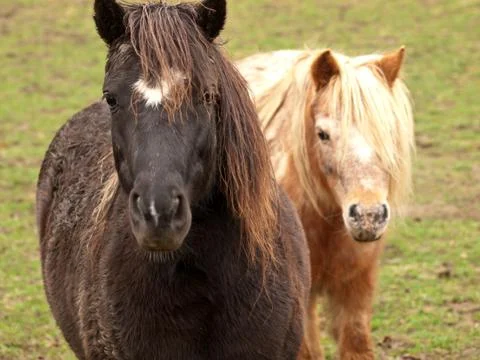 Two curious ponies Stock Photos