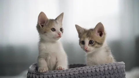 Two curious red and white kittens are sitting in a gray wicker basket and Stock Footage 160655529
