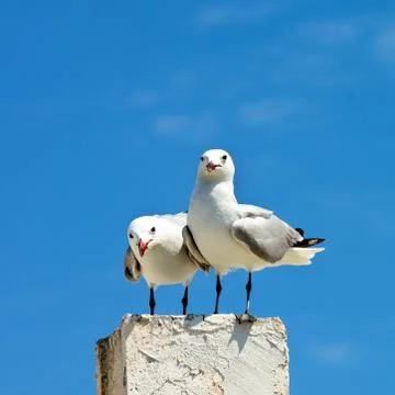 Two Curious Seagulls Stock Photos