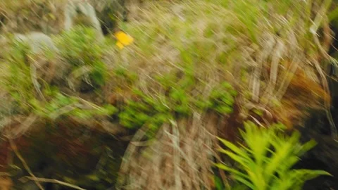 Two curious squirrels are seen amidst vibrant wildflowers, playfully exploring Stockbeeldmateriaal 312463997