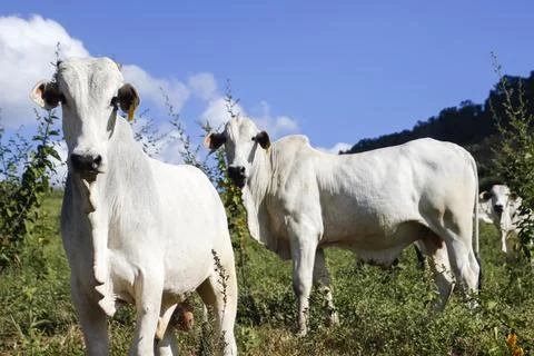 Two Curious White Oxen Looking at Camera in Rural Farm Green Pasture Stock-Fotos