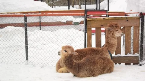 Two curly wool alpacas lie, rest, chew, scratch themselves in zoo pen in winter Stock Footage 275299164