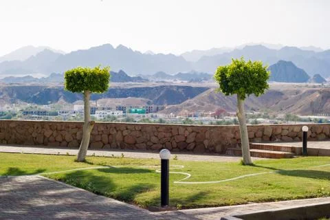 Two cut trees Stock Photos