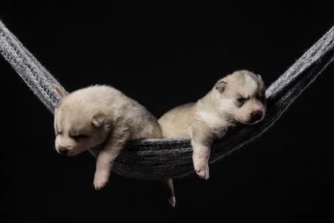 Two cute 2 week old Siberian Husky puppies on a black background Stock Photos