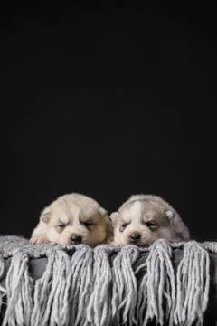 Two cute 2 week old Siberian Husky puppies on a black background Foto stock