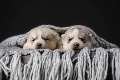 Two cute 2 week old Siberian Husky puppies on a black background Stock Photos