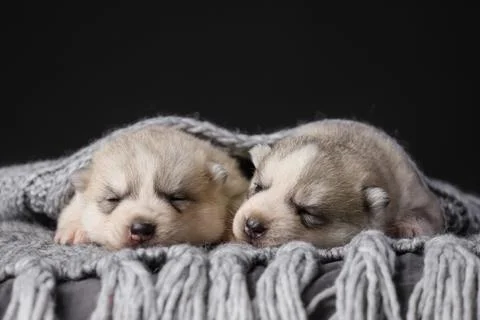 Two cute 2 week old Siberian Husky puppies on a black background Foto stock
