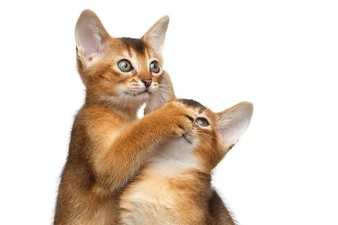 Two Cute Abyssinian Kitten Playing on Isolated White Background Stock Photos