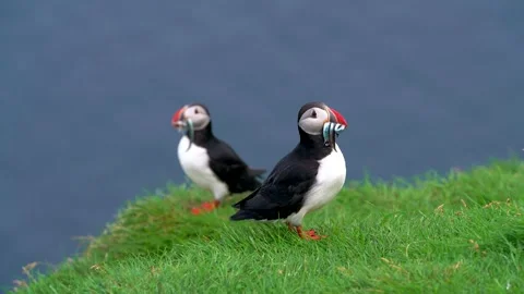 Two Cute Adorable Wild Puffins In Close Up On Grass Cliff Edge Looking Out with Stock Footage 256716193