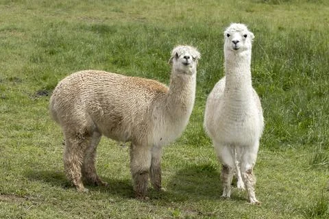 Two cute alpacas in a pasture. Stock Photos