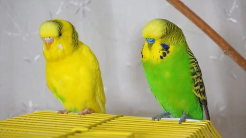 Two cute and beautiful domesticated parakeet, who sleeps and sings in the 스톡 동영상 101325632
