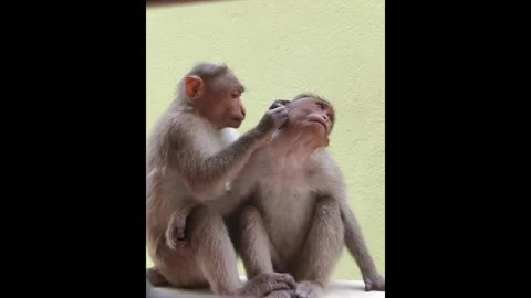 Two cute and funny monkeys take care of each other Stock Footage 170340765