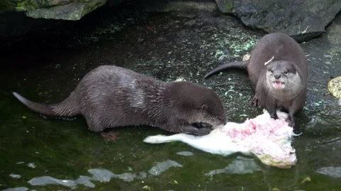 Two cute Asian small-clawed otters (Aonyx cinereus) Stock Footage 153144616