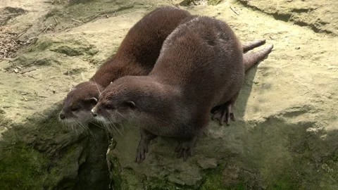 Two cute Asian small-clawed otters (Aonyx cinereus) Stock-Footage 153458226