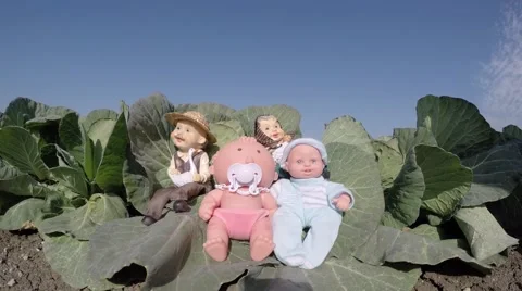 Two cute babies were found in the cabbage patch by two farmers Stock Footage 46217020