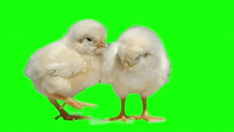 Two Cute Baby Chicks on Green Screen Background Stock Footage 337304996