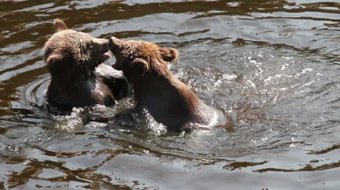 Two cute bear cubs playing in the water Stock Footage 53063675