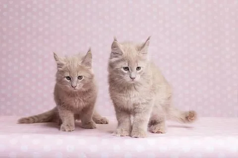 Two cute beige kittens sitting on pink background Stock Photos