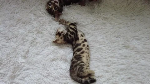Two cute bengal kittens gold and chorocoal color playing and fighting on the Stock Footage 154726438