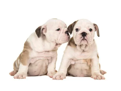 Two cute brown and white english bulldog puppy dogs sitting together one look Stock Photos