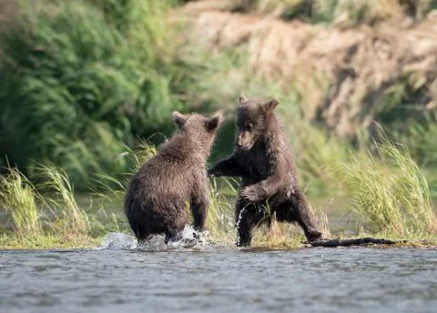 Two cute brown bear cubs playing Stock-Fotos