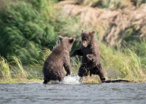 Two cute brown bear cubs playing Stock-Fotos