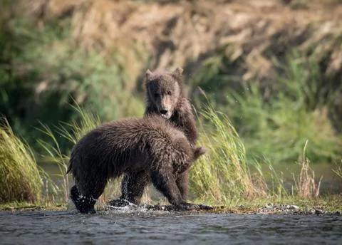 Two cute brown bear cubs playing 스톡 사진