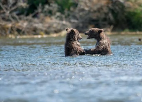 Two cute brown bear cubs playing 스톡 사진