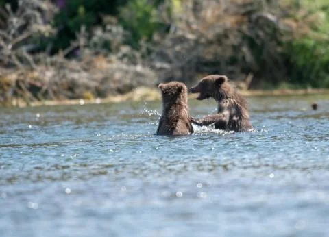Two cute brown bear cubs playing Stock-Fotos