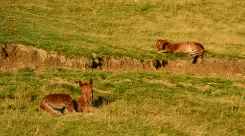 Two cute brown foals lie on pasture in field and relax at dawn Stock Footage 54648981