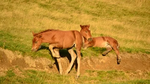 Two cute brown foals relax and graze on pasture at dawn Stock Footage 58033113