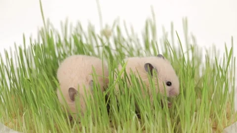Two cute brown hamsters are sitting in the green grass Video stock 236348783