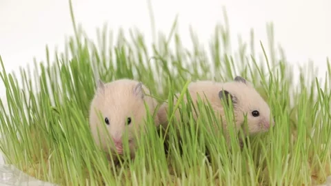 Two cute brown hamsters are sitting in the green grass Stock Footage 241007780