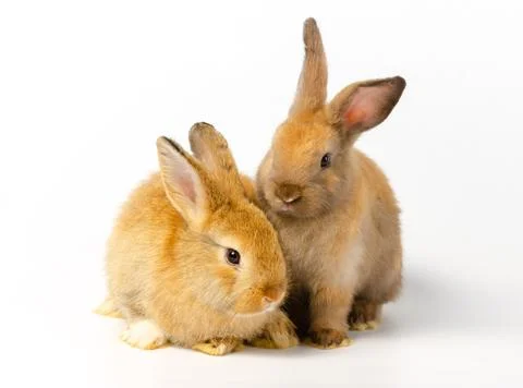 Two cute brown rabbits with different actions sitting on white rabbit Stock Photos