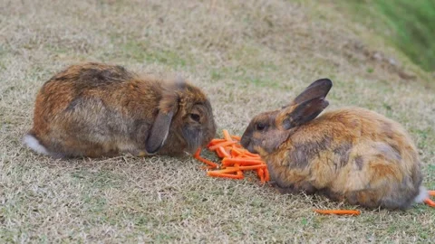 Two cute brown rabbits eating sliced orange carrot sticks on dry grass outd.. Stock-Footage 332060146