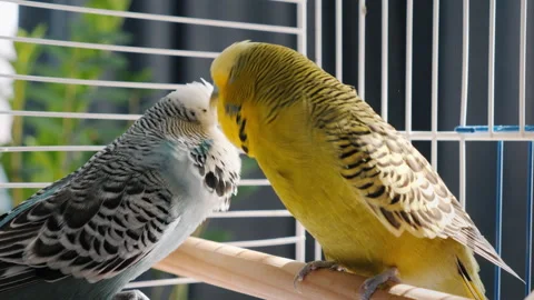 Two cute budgerigars lovingly groom each other, one preening its partner's Stock Footage 281511855