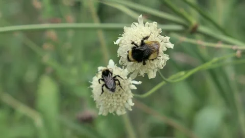 Two cute bumblebees, latin name Bombus on Giant Scabious plants Stock Footage 338415398