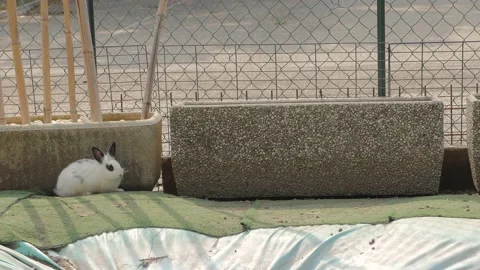 Two cute bunnies greet each other. 库存影片 149945718