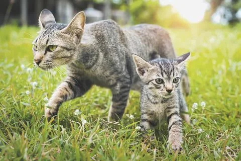 Two cute cat walking playing on green grass Stock-Fotos