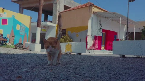 Two cute cats are looking at the camera Stock Footage 167932380