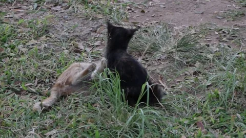Two cute cats are playing and fighting in a park Stock Footage 93382645