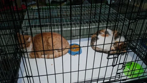 Two cute cats are sleeping in the pet shop 库存影片 171347452