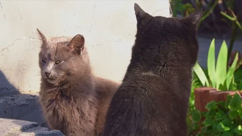 Two cute cats bask in the sun Stock Footage 105533976