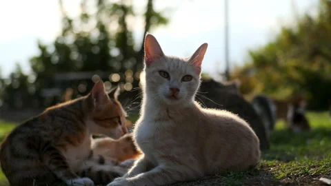 Two cute cats of beige and brown color lie on green lawn on sunny evening. cat Stock Footage 234653936