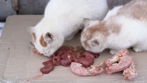 Two cute cats eating raw chicken necks Stock Video Pond5
