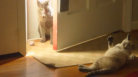 Two Cute Cats Stock Footage 978489