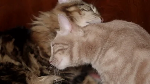 Two cute cats. One cat grooming another cat isolated 库存影片 182091301