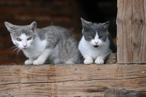Two cute cats Stock-Fotos