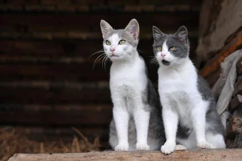 Two cute cats  Stock Photos